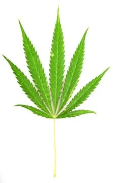 Cannabis Stock Photos