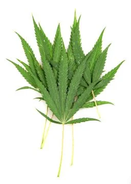 Cannabis Stock Photos