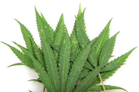 Cannabis Stock Photos