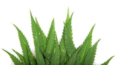 Cannabis Stock Photos