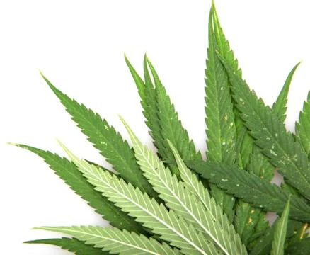 Cannabis Stock Photos