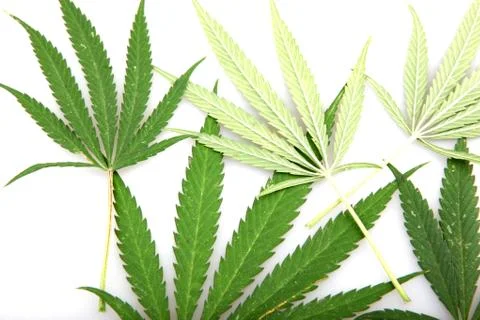 Cannabis Stock Photos