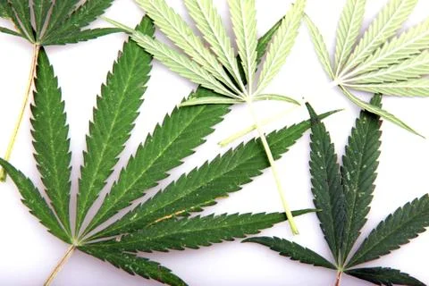 Cannabis Stock-Fotos