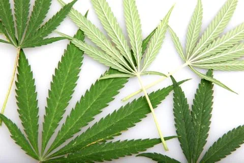 Cannabis Stock-Fotos