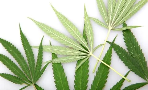 Cannabis Foto stock