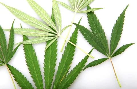 Cannabis Foto stock