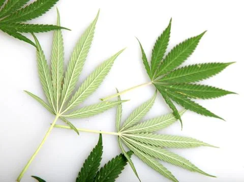 Cannabis Stock Photos