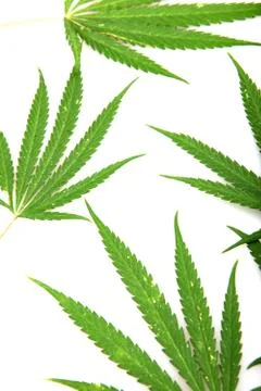 Cannabis Foto stock