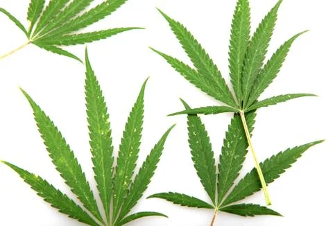 Cannabis Stock Photos