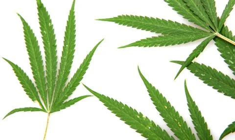 Cannabis Foto stock