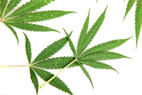 Cannabis Foto stock