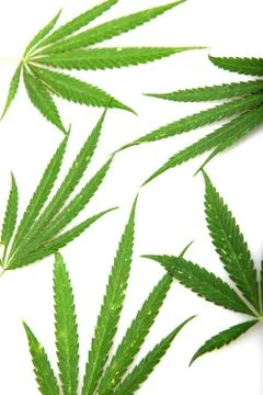 Cannabis Stock Photos