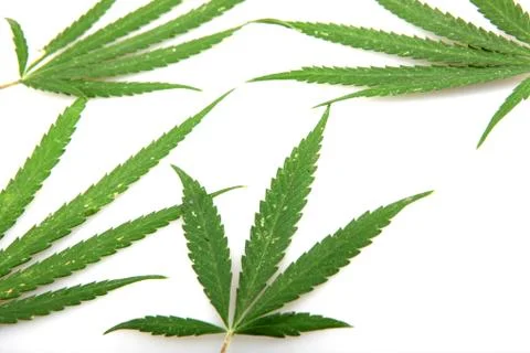 Cannabis Foto stock