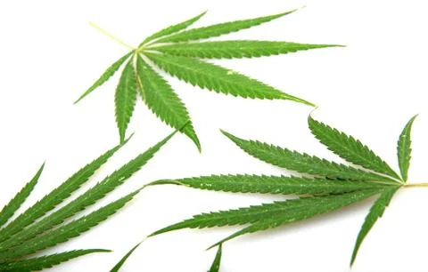 Cannabis Stock Photos