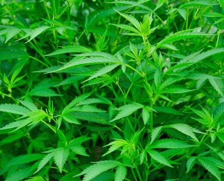 Cannabis 스톡 사진