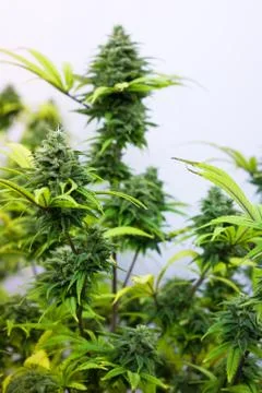 Cannabis Stock Photos
