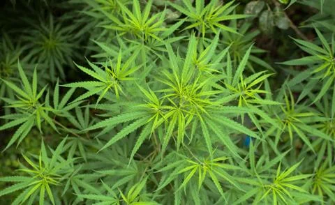 Cannabis Stock Photos
