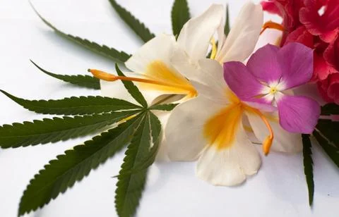 Cannabis Stock Photos