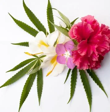 Cannabis Stock Photos