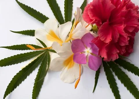 Cannabis Stock Photos