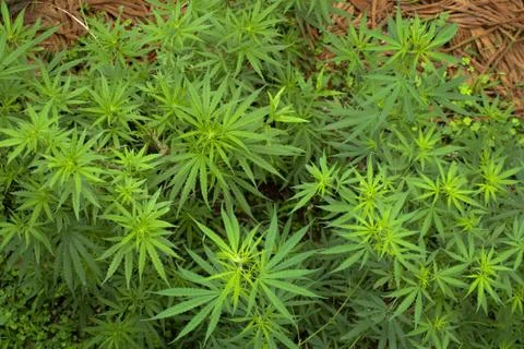 Cannabis Stock Photos