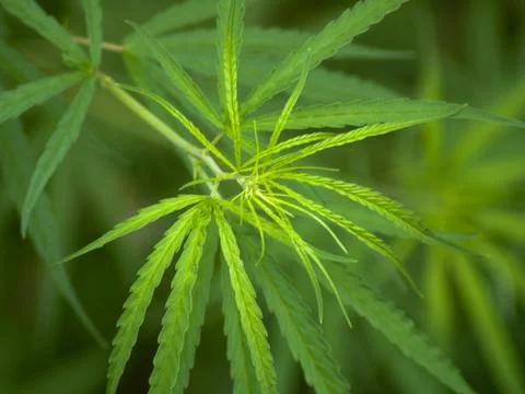 Cannabis Stock Photos