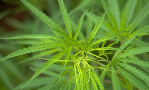 Cannabis Stock Photos