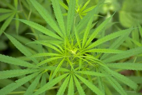 Cannabis Stock Photos