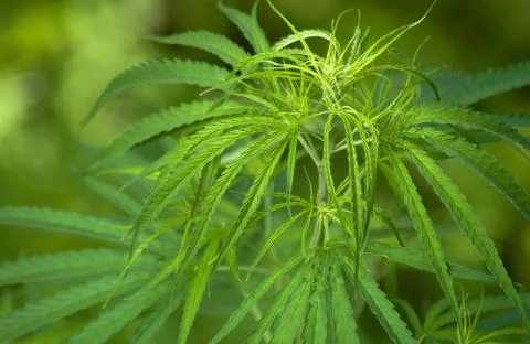 Cannabis Stock Photos