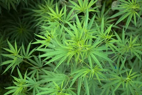 Cannabis Stock Photos