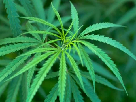 Cannabis Stock Photos