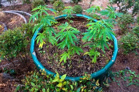 Cannabis Foto stock