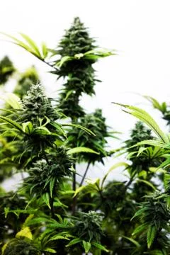 Cannabis Foto stock