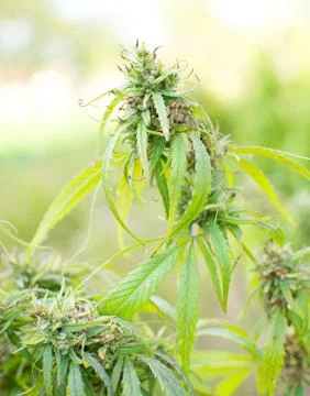 Cannabis Stockfoto's