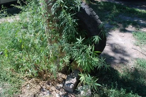 Cannabis Stock Photos