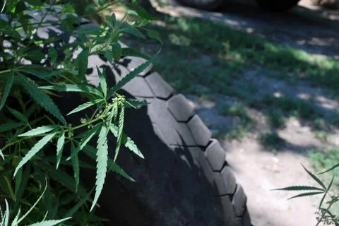 Cannabis Stock Photos