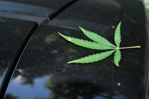 Cannabis Stock Photos