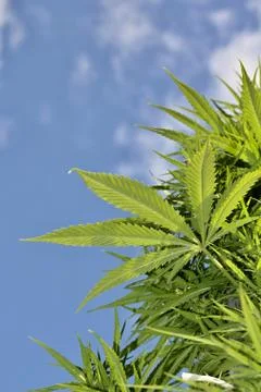 Cannabis Stock Photos