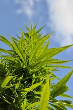 Cannabis Stock Photos