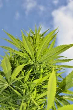 Cannabis Stock Photos