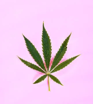 Cannabis Stock Photos