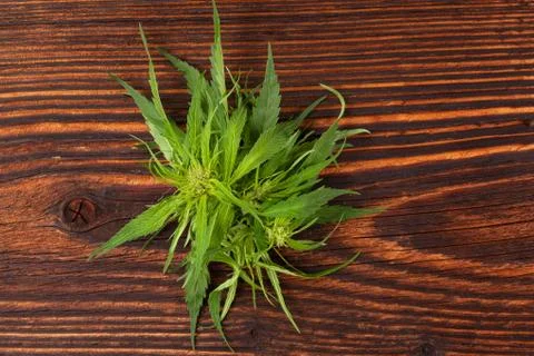 Cannabis. Stock Photos