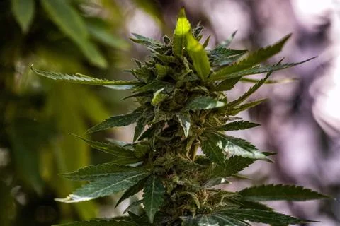 Cannabis Stock Photos