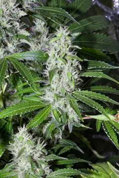 Cannabis. Stock Photos