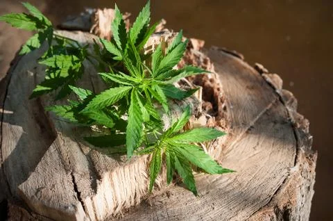 Cannabis Stock Photos