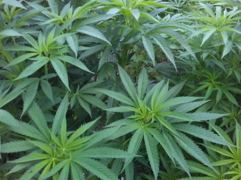 Cannabis Stock Photos
