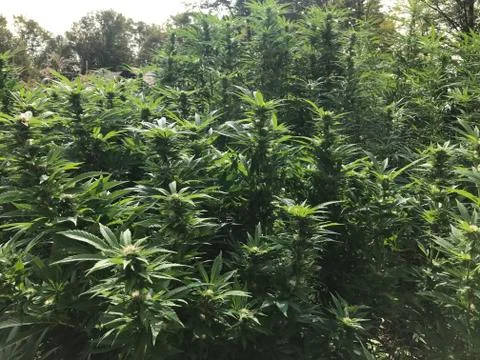 Cannabis Stock Photos