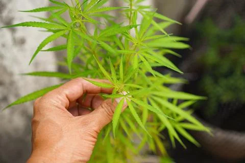 Cannabis Stock Photos