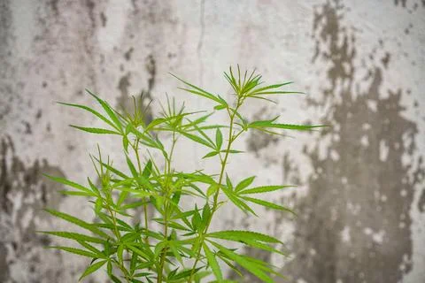 Cannabis Stock Photos