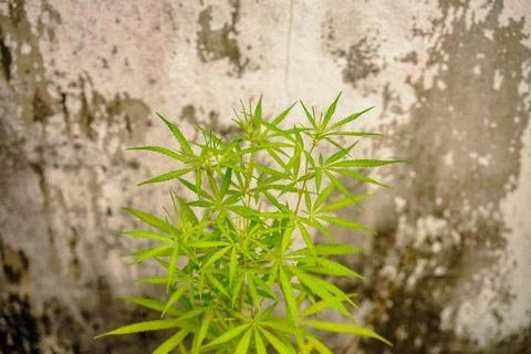 Cannabis Stock Photos